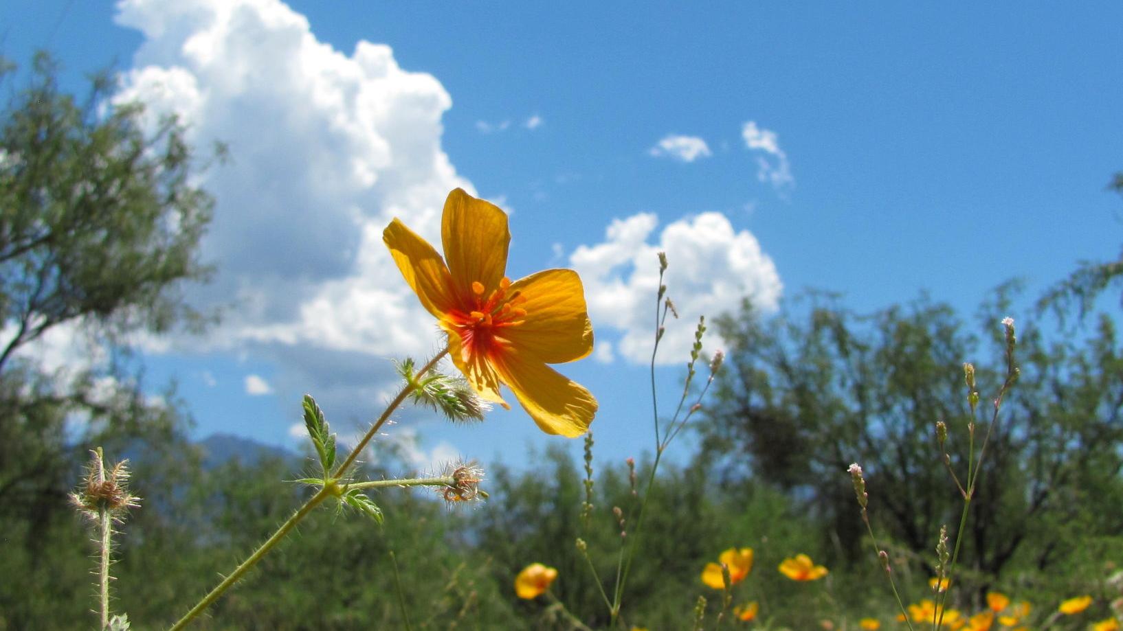 Summer beauty in Madera Canyon